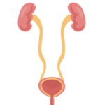 腎臓と膀胱を表すイラスト