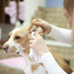 耳掃除をされる犬