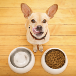 フードを前に待てをする犬