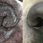 外鼻腔狭窄を起こした犬と正常の比較