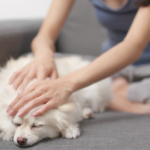 飼い主に顔を撫でられる犬