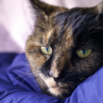 クッションに顔を乗せる猫