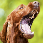 大きく口を開ける犬