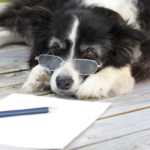 メガネをかけて紙を覗く犬
