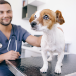 犬を診察する男性獣医師