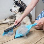 犬の抜け毛を掃除する飼い主
