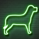 ネオンで光る犬