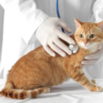 聴診器を当てられる猫