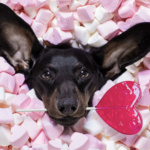 ハートをくわえる犬