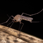 植物に止まる蚊