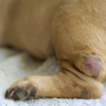 犬の足にできたしこり