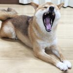 大きく口を開けてあくびする柴犬