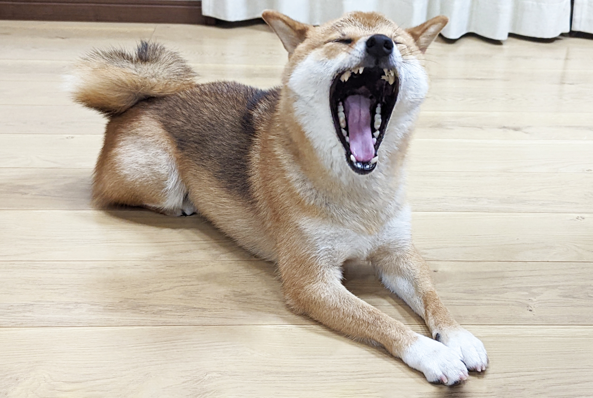 大きく口を開けてあくびする柴犬