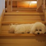 階段で横になる白い犬