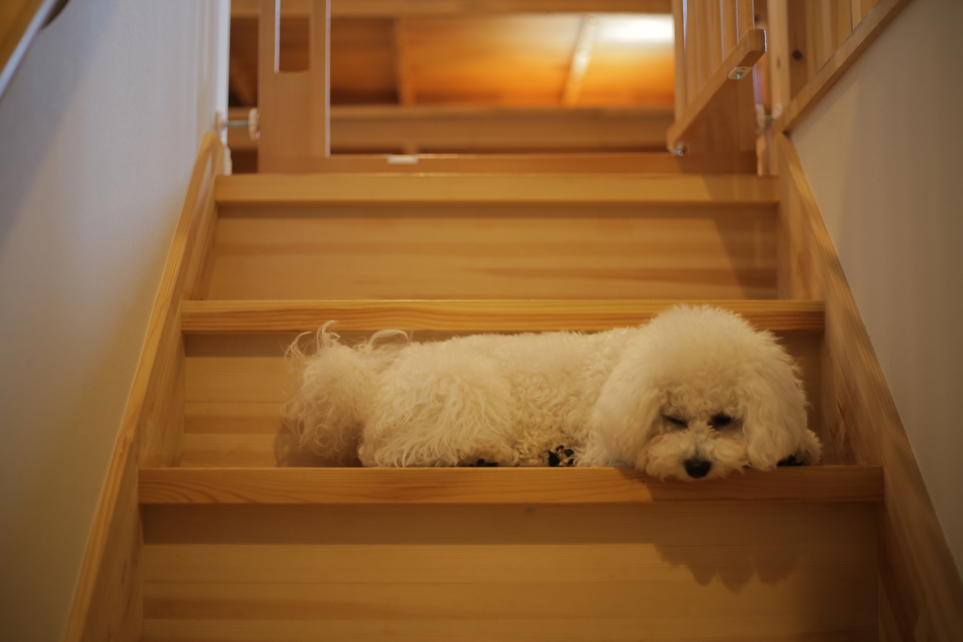 階段で横になる白い犬