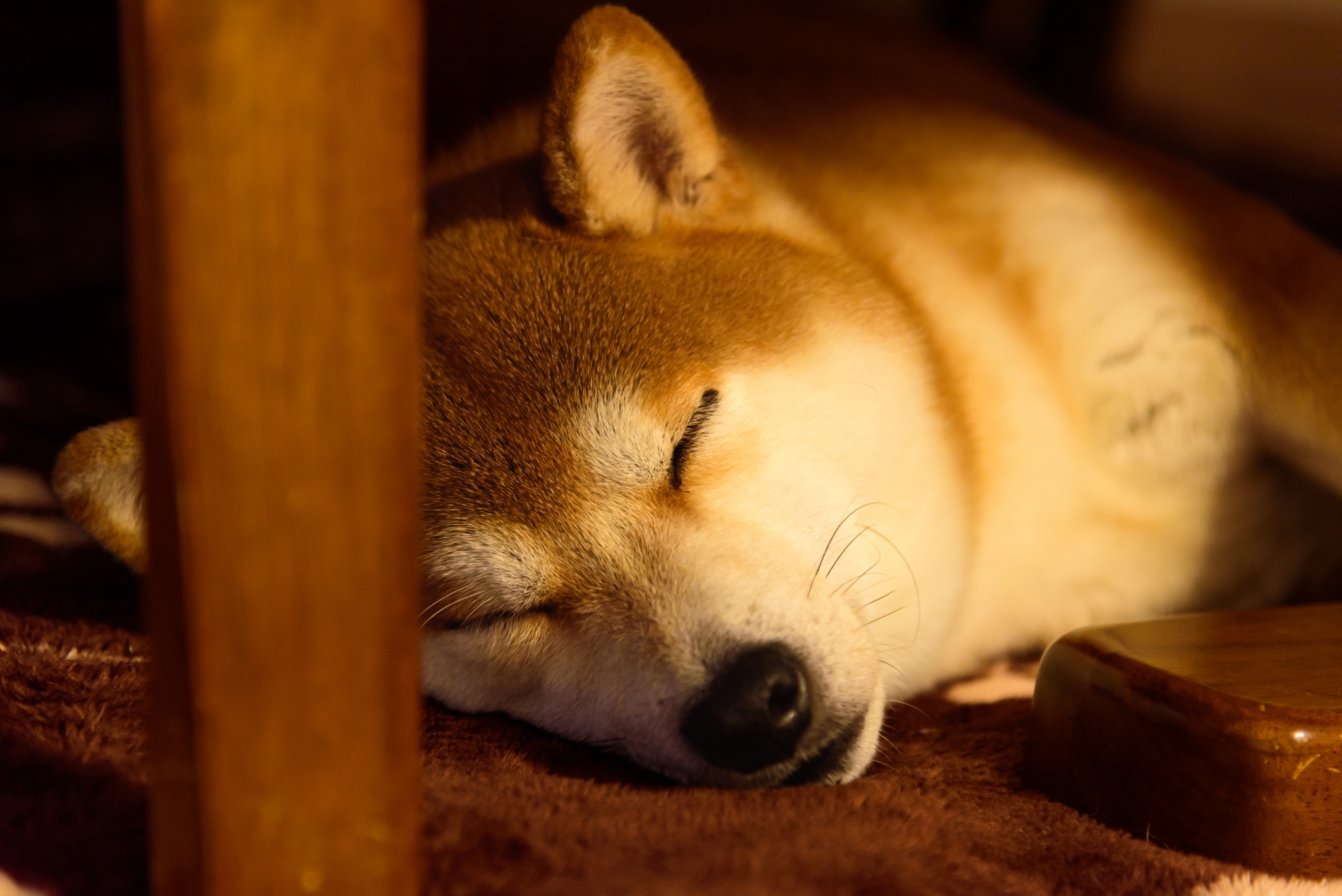テーブルの下で眠る柴犬