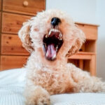 口を開けてあくびするトイプードル