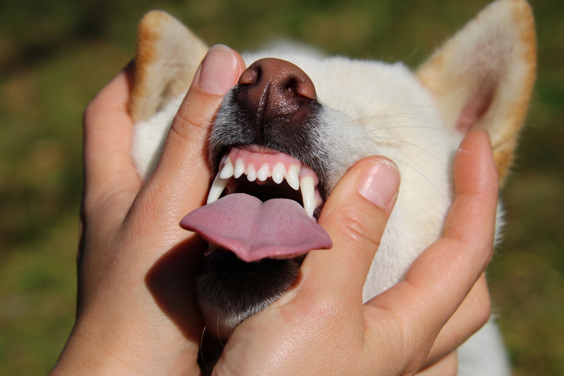 飼い主に顔をつかまれて舌をだす柴犬