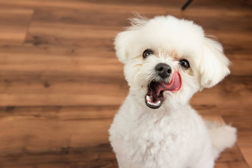 舌を出してこちらを見つめる白い犬