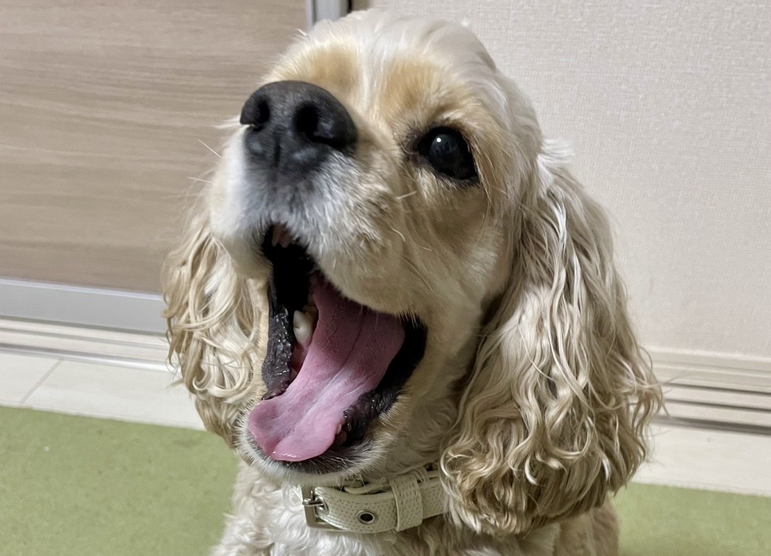 口を開けてこちらをみる犬