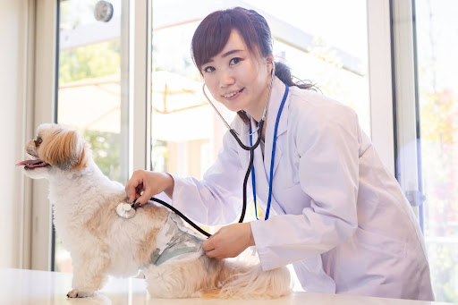 犬を診察する女性獣医師