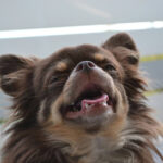 口を開けてこちらを見る犬