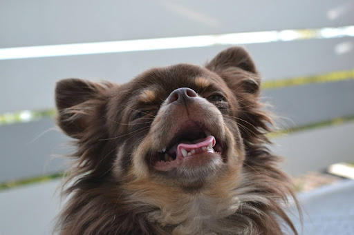 口を開けてこちらを見る犬