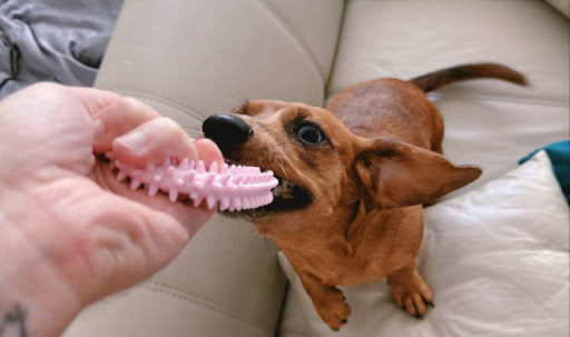 おもちゃをかじる犬