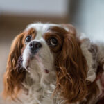 上目づかいのキャバリア・キング・チャールズ・スパニエル