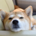 椅子に顎を乗せる柴犬