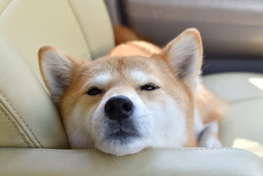 椅子に顎を乗せる柴犬