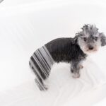 バスタブでシャワーを浴びる犬