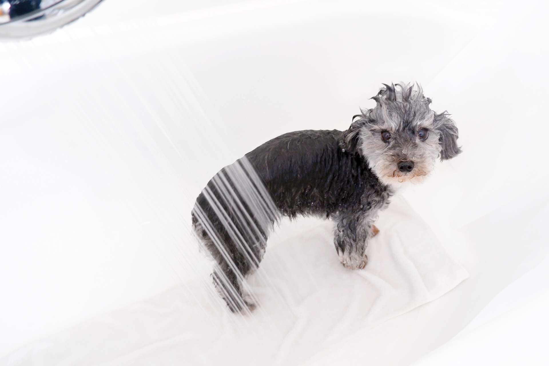 バスタブでシャワーを浴びる犬