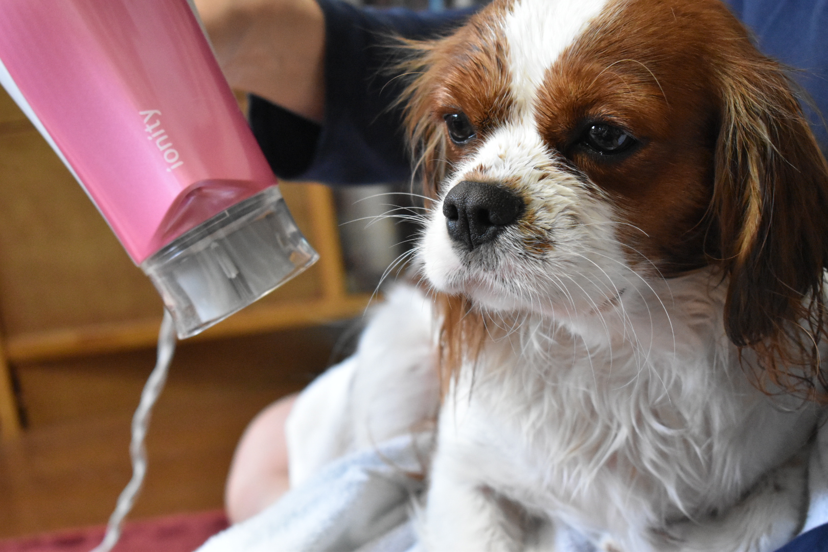 ドライヤーで乾かされる犬