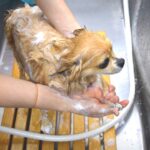 シャンプーされるチワワ