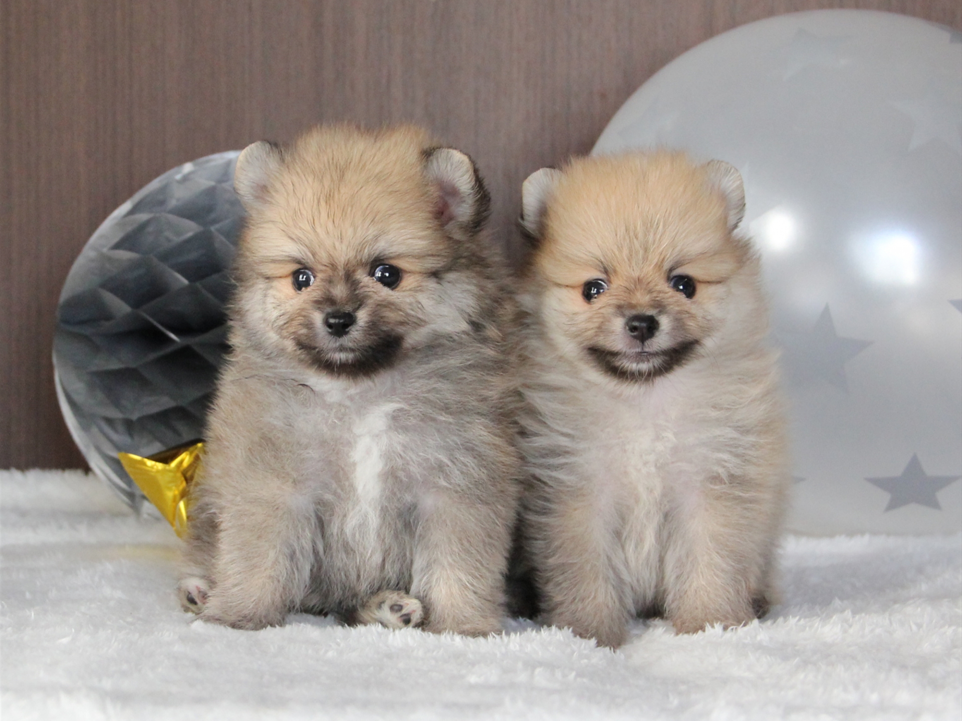 並んで座る2匹の子犬