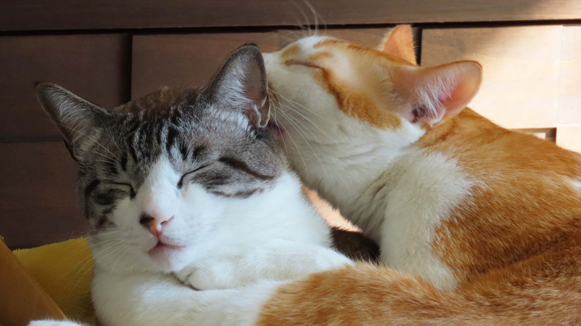 グルーミングする2匹の猫