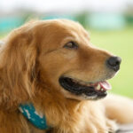 遠くを見つめるゴールデンレトリバー