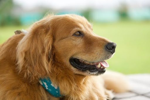 遠くを見つめるゴールデンレトリバー