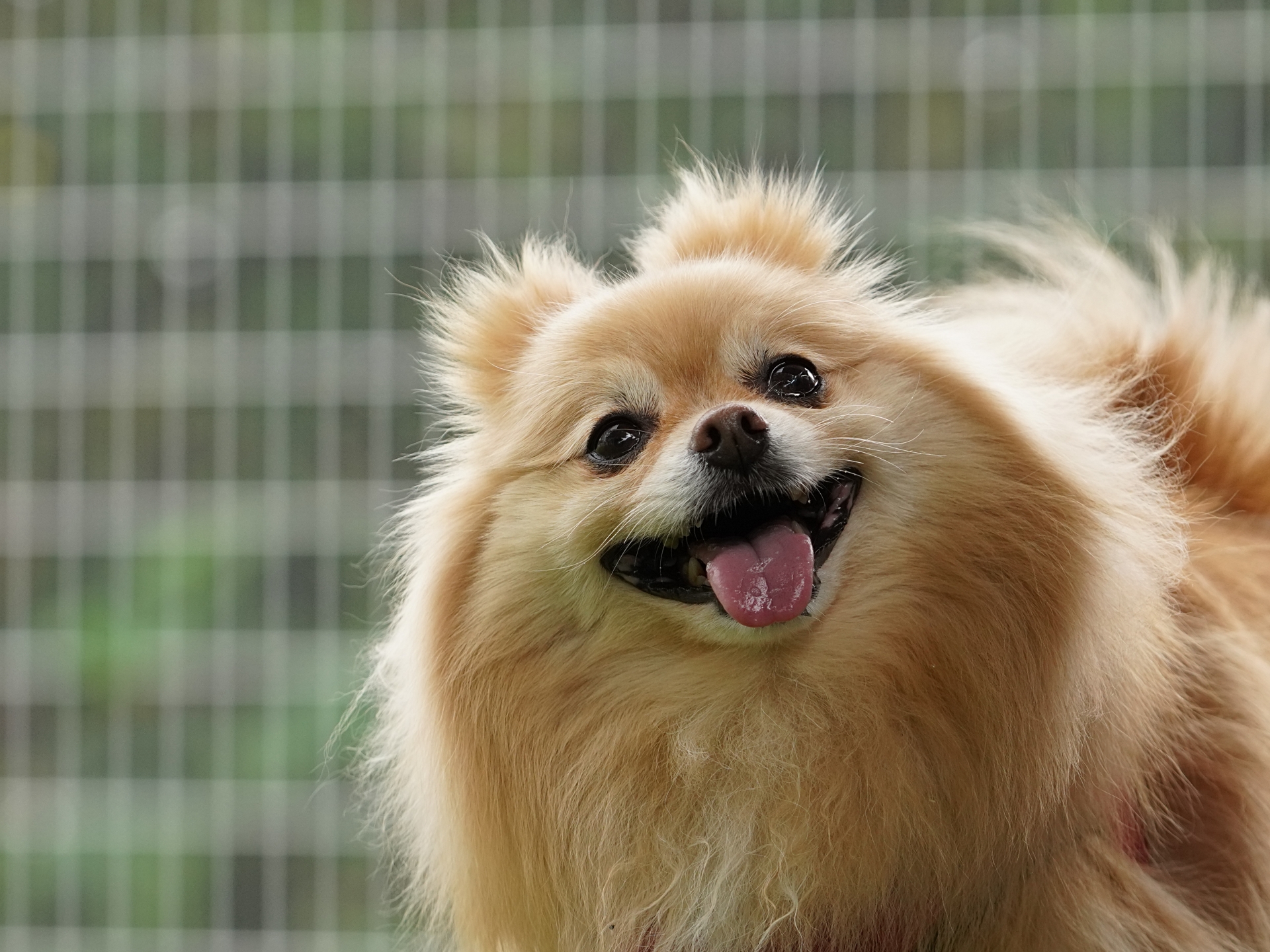 笑顔でこちらを見るポメラニアン