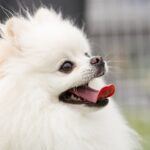 上を見上げる白いポメラニアン