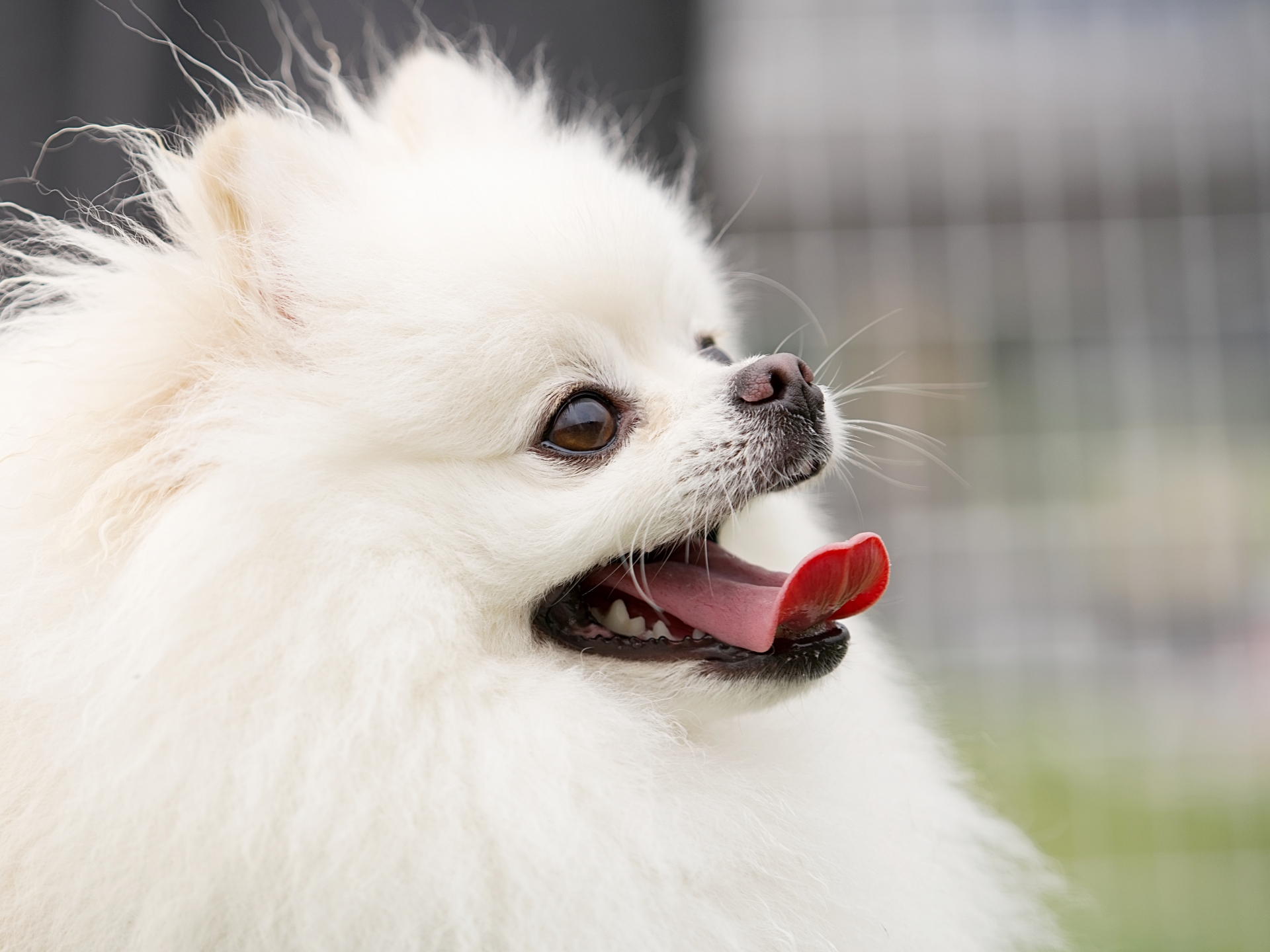 上を見上げる白いポメラニアン