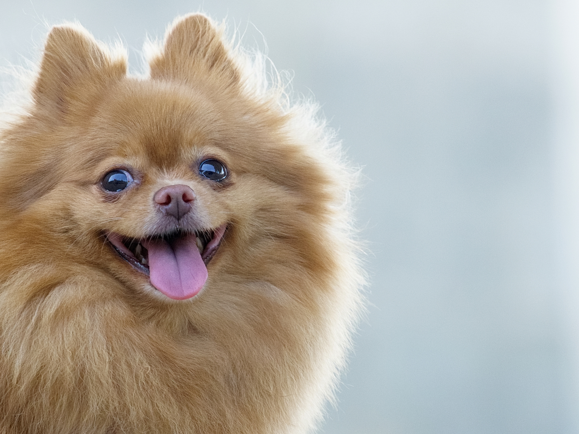 ポメラニアンのアップ