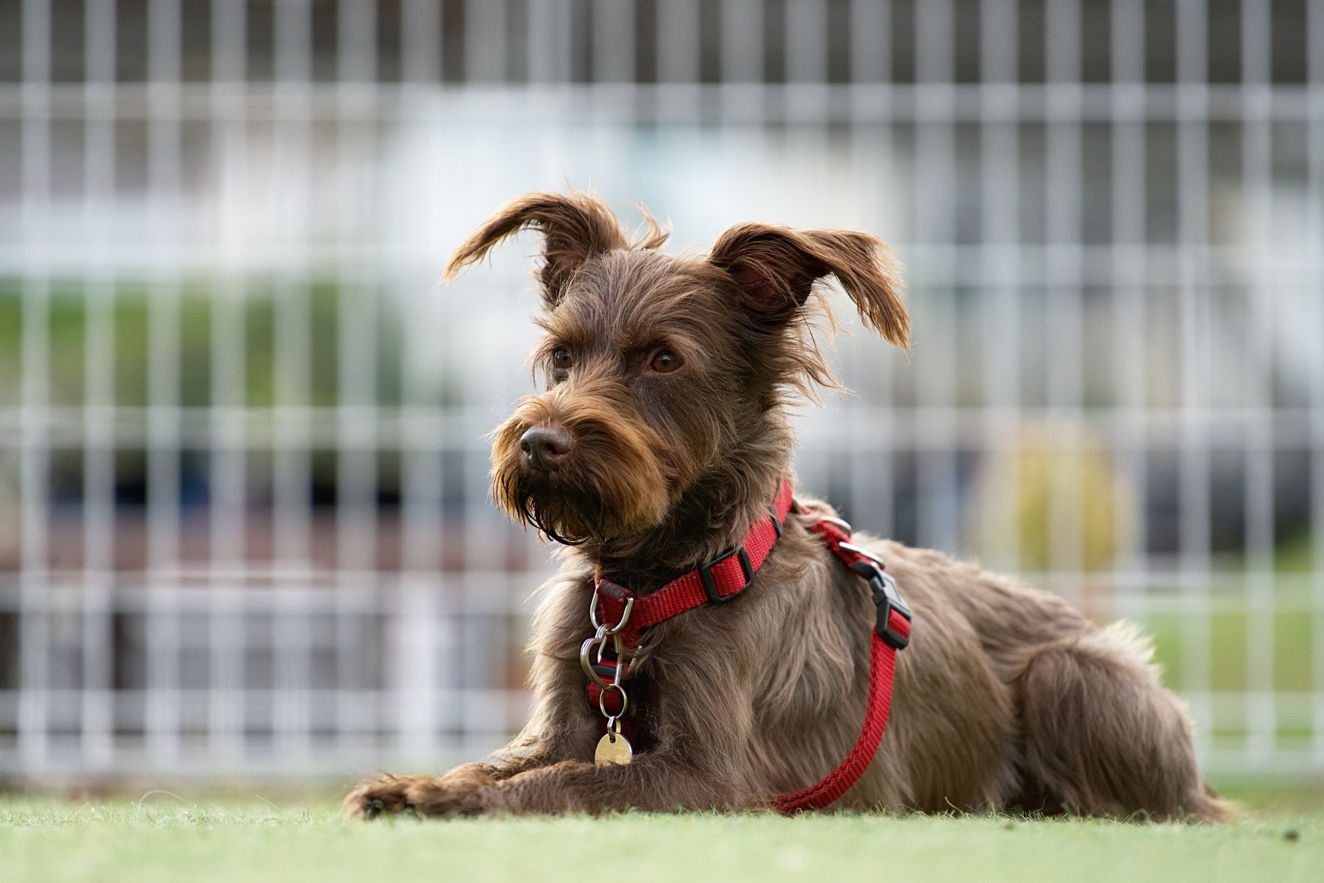 芝生で伏せる犬