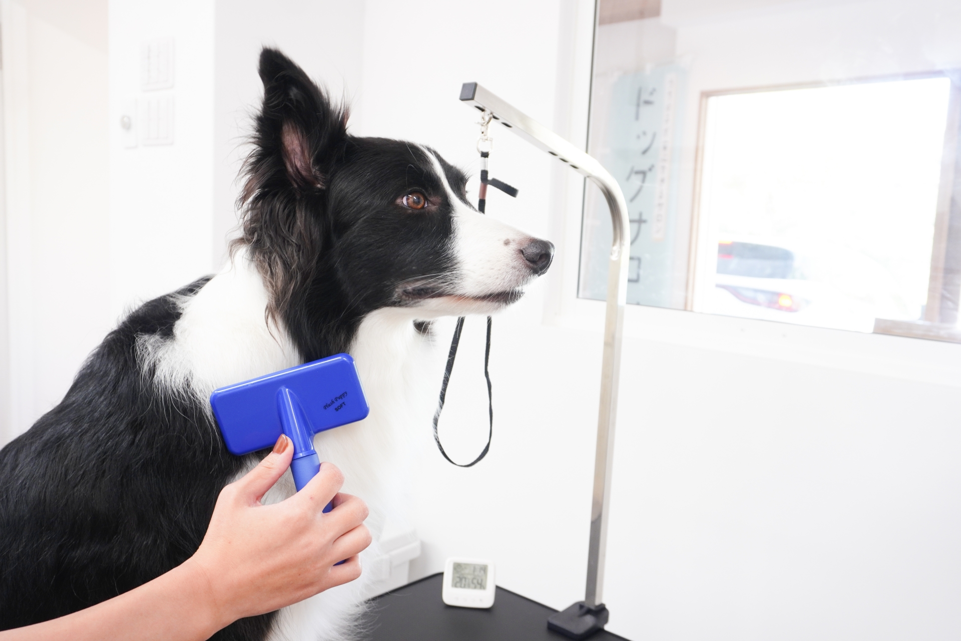 トリミング台でブラシをかけられる犬