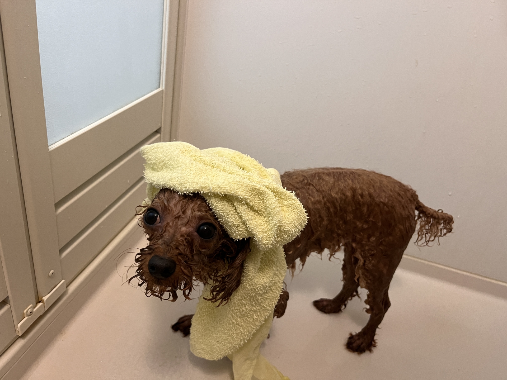 シャワー後に黄色いタオルで拭く犬