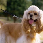 散歩中のコッカースパニエル