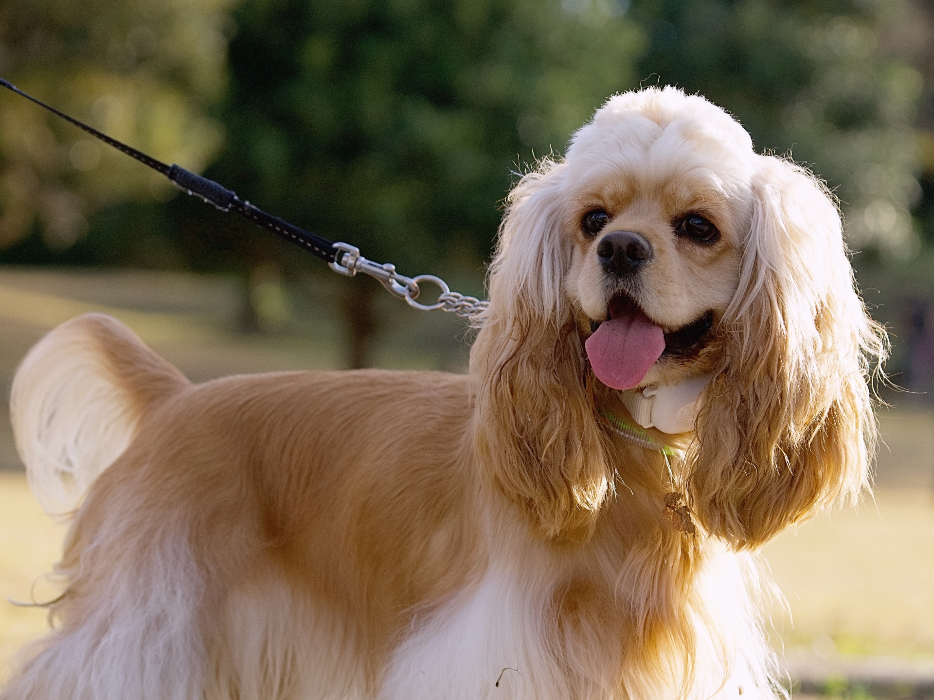 散歩中のコッカースパニエル