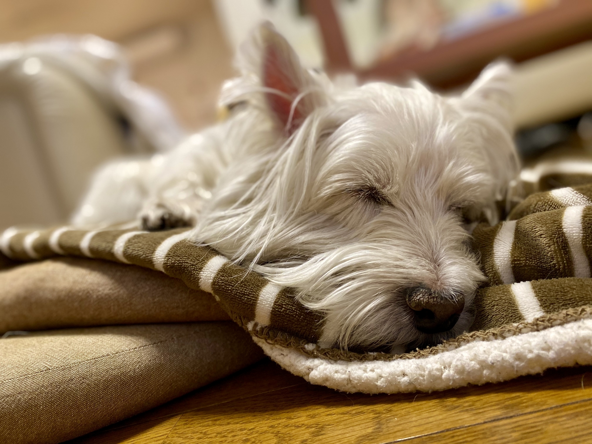 ブランケットで眠る犬