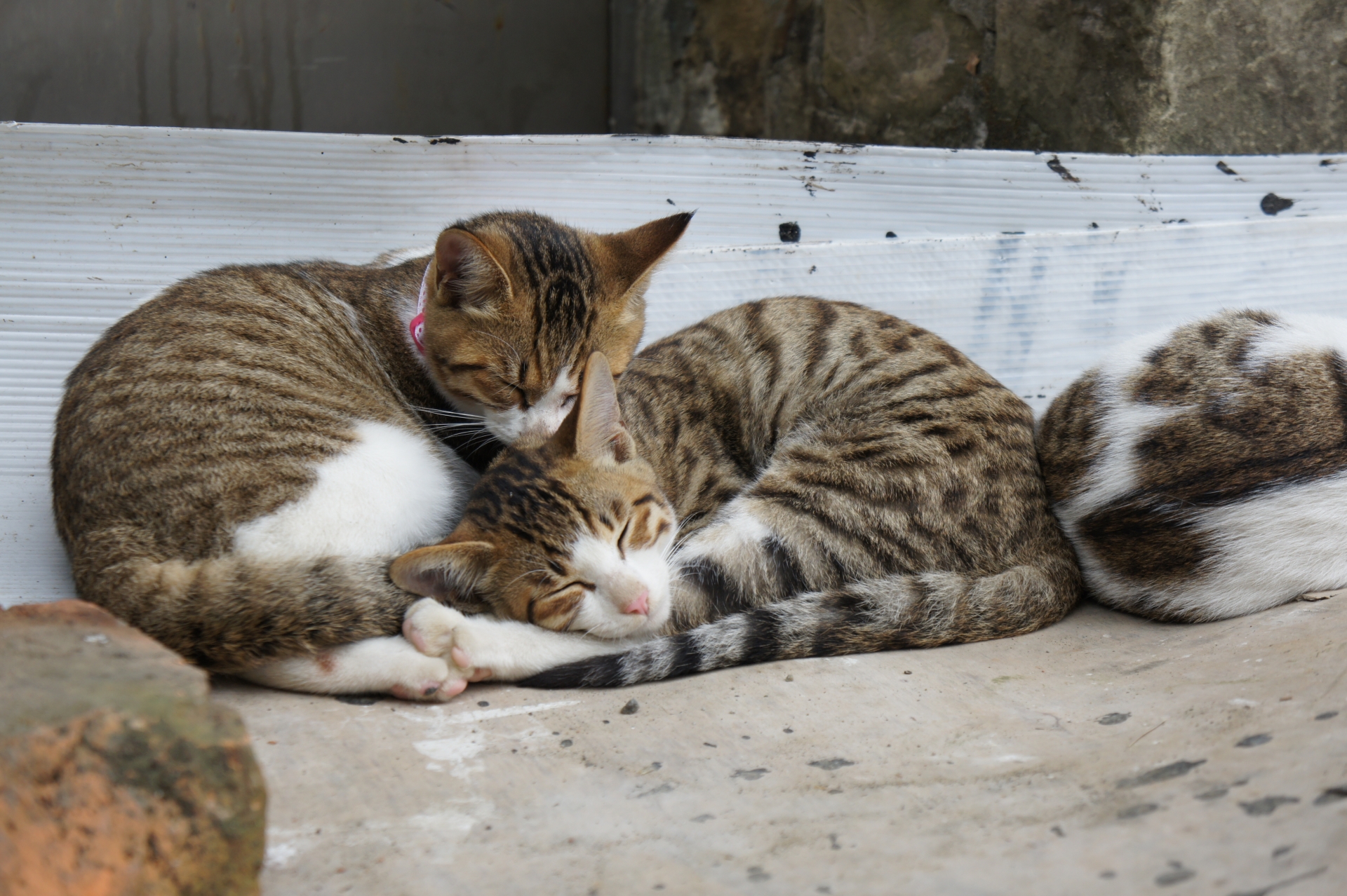 外で戯れる猫たち